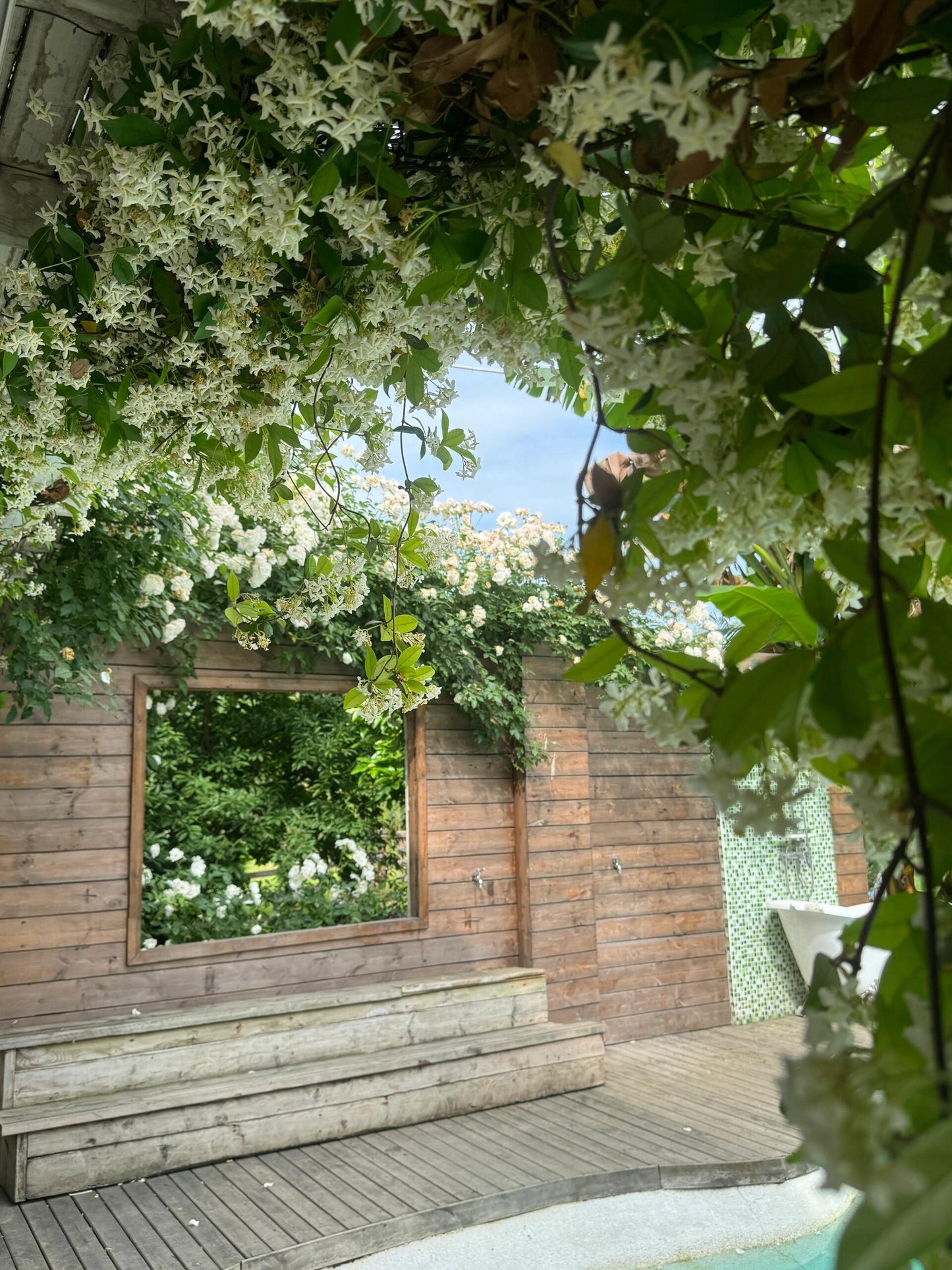 Star Jasmine Flower Seeds