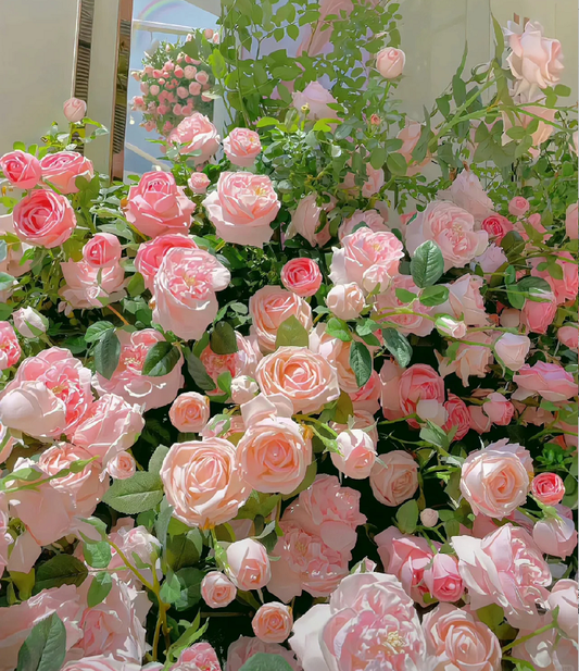 Climbing Rose Flower Seeds